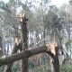 Volontaires pour netoyer la forêt, l'A.C.C.A.